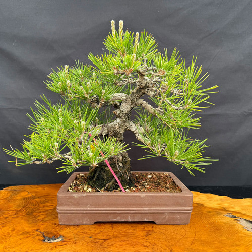 Seed grown 1986 Japanese Black Pine bonsai with an arched trunk and wide branching