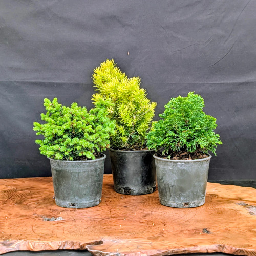 Three tree live conifer pre-bonsai bundle arranged on a natural edged wooden slab