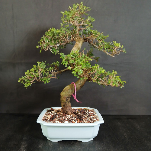 Chinese Elm bonsai in light blue glazed Yixing ceramic pot showing the full tree, curved trunk, layered branch pads, compact green foliage, and rectangular pot.