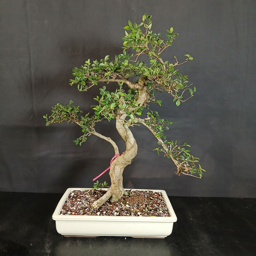 Imported Chinese Elm bonsai in glazed Japanese ceramic pot showing full tree, elegant curved trunk, open branch structure, small green leaves, and rectangular cream pot.
