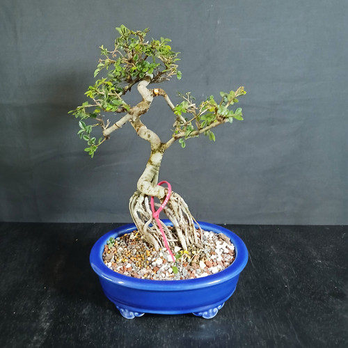 Compact exposed root Chinese Elm bonsai in blue glazed Yixing ceramic pot showing full tree, raised root base, twisting trunk movement, open branch structure, and small green leaves.