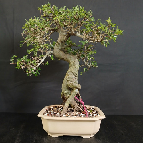 Imported Chinese Elm bonsai in cream glazed Yixing ceramic pot showing full tree, sculptural curved trunk, open branch pads, small green leaves, exposed root detail, and rectangular pot.