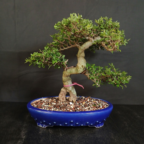 Weekly Specials Bonsai Trees | Bonsai Outlet