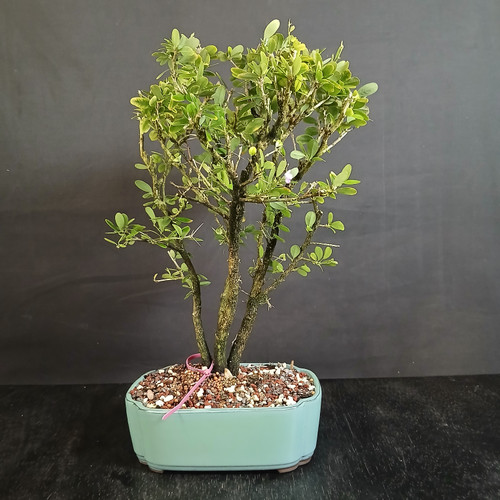 This flowering Vietnamese Blue Bell bonsai has a lighter, more open personality than many of the denser tropical trees in this group, and that is a big part of its charm. The branching is visible, the silhouette feels airy, and the tree has the kind of structure that invites you to slow down and look more closely.