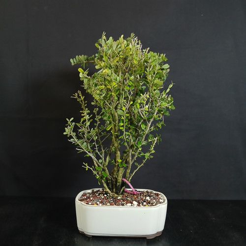 The trunk rises with a gentle twin-trunk feeling near the base, with the secondary trunk and branching helping create a more layered and interesting outline. You can see the branch structure clearly throughout the canopy, which gives the tree a more refined, architectural look