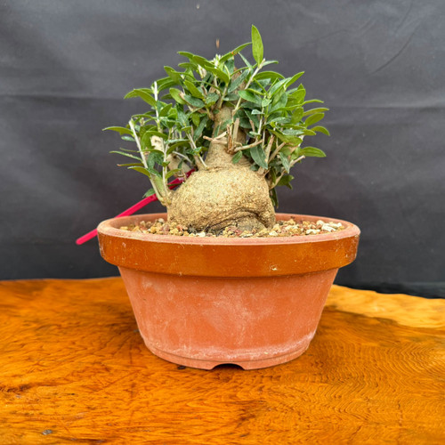 Front view of collected Olive bonsai in a round Tokoname grow pot with a low rounded trunk base, compact green foliage, and outdoor bonsai development potential