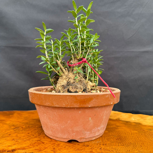 Front view of collected Olive bonsai in round Tokoname grow pot showing knobby weathered trunk base, upright green shoots, and compact outdoor bonsai form
