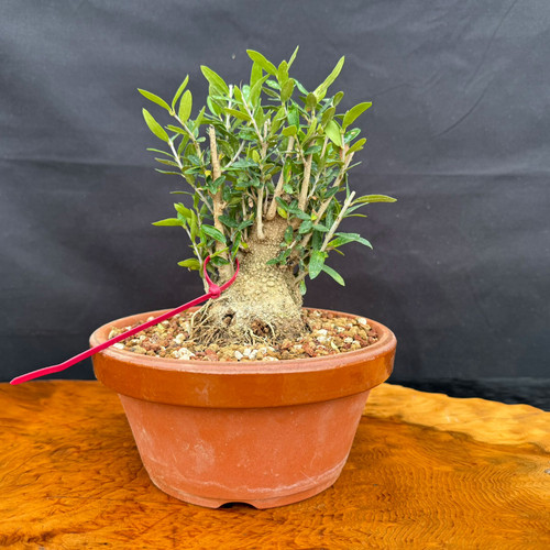 Front view of collected Olive bonsai in a round Tokoname grow pot showing a heavy weathered trunk base, fresh upright shoots, granular bonsai soil, and outdoor bonsai development potential