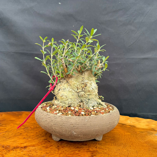Front view of collected Olive bonsai in a rustic ceramic pot showing a broad weathered trunk base, upright new shoots, granular bonsai soil, and outdoor bonsai presentation