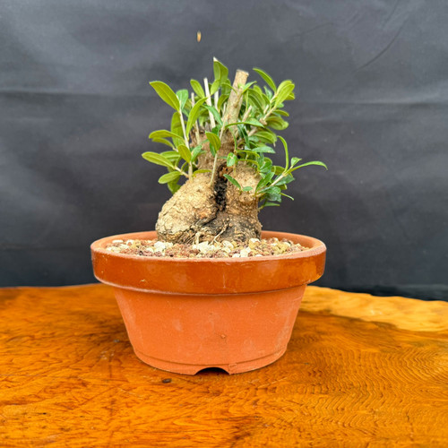 Front view of collected Olive bonsai in a round Tokoname grow pot showing a compact split trunk base, fresh green Olive shoots, granular bonsai soil, and outdoor bonsai development form