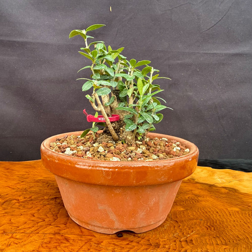 Front view of collected Olive bonsai in a round Tokoname grow pot showing compact trunk base, fresh green Olive shoots, granular bonsai soil, and outdoor bonsai training potential