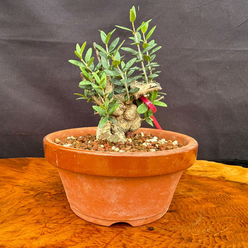 Front view of collected Olive bonsai in a round Tokoname grow pot showing a rugged low trunk base, fresh upright green shoots, granular bonsai soil, and outdoor bonsai training potential