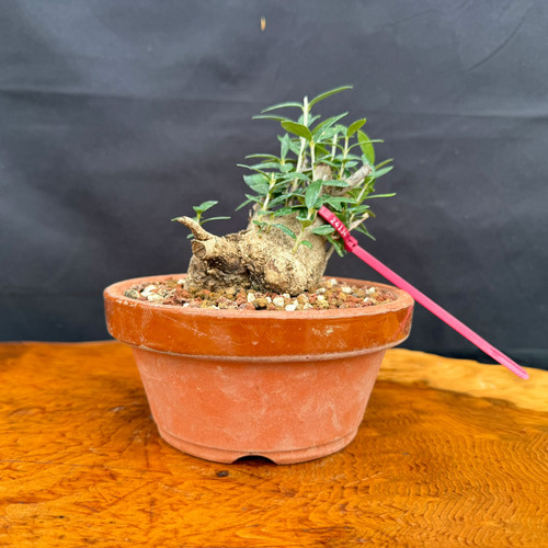 Front view of collected Olive bonsai in a round Tokoname grow pot showing low horizontal trunk movement, fresh green shoots, granular bonsai soil, and outdoor bonsai development potential