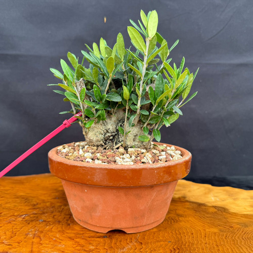 Front view of collected Olive bonsai in a round Tokoname grow pot showing compact aged trunk base, dense fresh green shoots, granular bonsai soil, and outdoor bonsai development potential