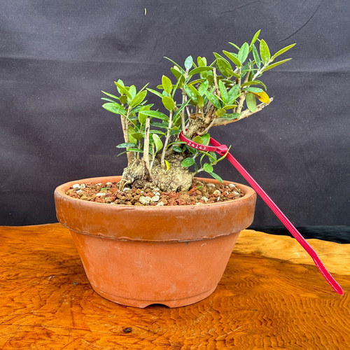 Front view of collected Olive bonsai in a round Tokoname grow pot showing low aged trunk base, bright new green shoots, granular bonsai soil, and outdoor bonsai development potential