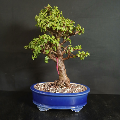 Front view of mature Dwarf Jade bonsai in a blue glazed Yixing ceramic pot showing thick upright trunk, bright green succulent foliage pads, exposed surface roots, well-draining bonsai soil, and beginner-friendly tropical bonsai structure