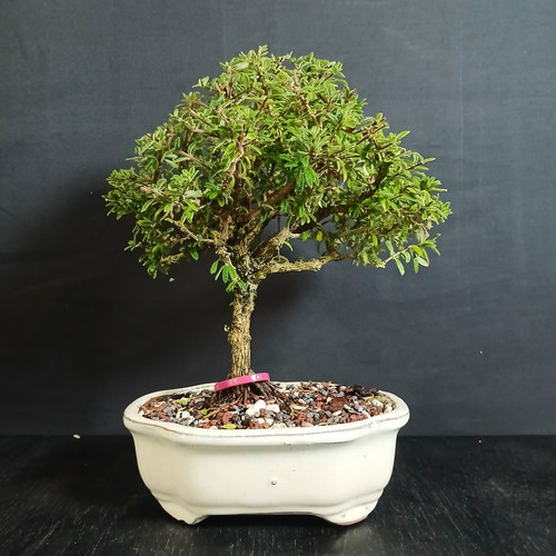 Fragrant Bahama Berry bonsai in a blue glazed Japanese ceramic pot with compact rounded canopy and dark studio background.