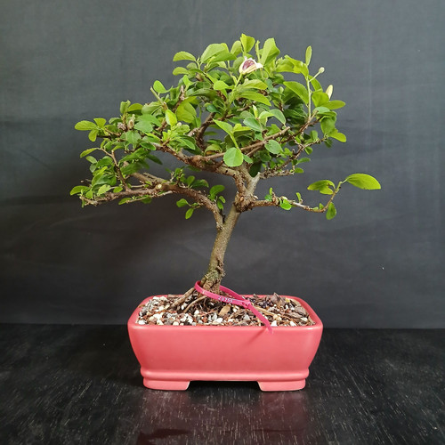 Front view of a Lavender Starflower bonsai in a coral red rectangular ceramic pot, showing a low spreading canopy, fresh green foliage, and developing flower buds against a dark background.