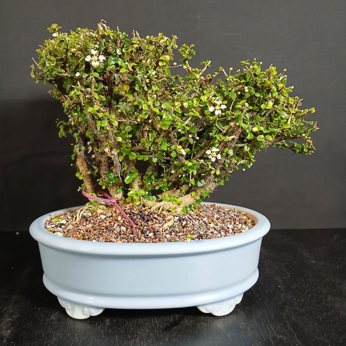 Front view of a flowering Singapore Holly bonsai clump in a pale blue Yixing ceramic pot, showing dense tiny holly-like foliage, multiple trunks, and a compact rounded canopy against a dark background.