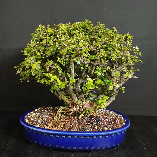 Front view of a flowering Singapore Holly clump bonsai in a deep blue Yixing ceramic pot, showing a dense rounded canopy, multiple trunks, and fine textured foliage against a dark background.