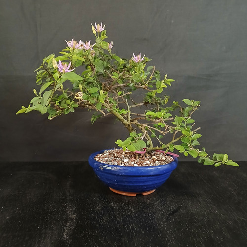 Front view of a blooming Lavender Star Flower bonsai in a blue round Japanese ceramic pot, showing soft lavender star-shaped flowers, developing buds, and a graceful cascading silhouette against a dark background.