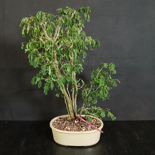 Front view of a multi-trunk Brazilian Raintree bonsai in a cream Japanese ceramic pot, showing an upright grove-style composition with fine compound foliage and tropical movement against a dark background.