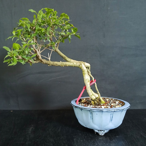 Exposed root Water Jasmine bonsai with cascading movement, blue Yixing pot
