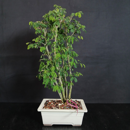 Front view of a clump style Brazilian Raintree bonsai in a cream Japanese ceramic pot, showing multiple slender trunks, upright tropical foliage, and a grove-like silhouette against a dark background.