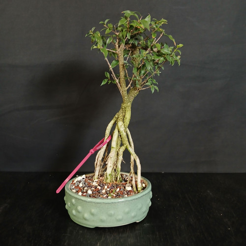Front view of an exposed root Water Jasmine bonsai in a soft green glazed ceramic pot, showing dramatic elevated roots, an upright trunk, and compact glossy green foliage against a dark background.