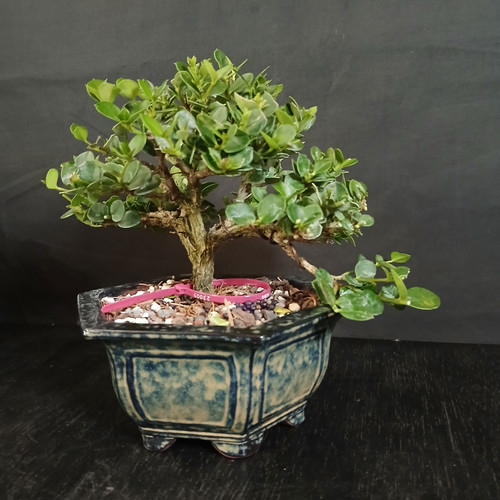 Front view of a flowering Natal Plum bonsai in a deep blue Yixing ceramic pot, showing glossy green foliage, compact branching, and a balanced tropical silhouette against a dark background.