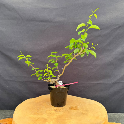 Full front view of an imported Kumayanagi pre-bonsai in a black 4 inch training pot, showing a compact textured base, a long sweeping trunk line rising to the right, smaller branching to the left, and bright green oval leaves spaced along the branches