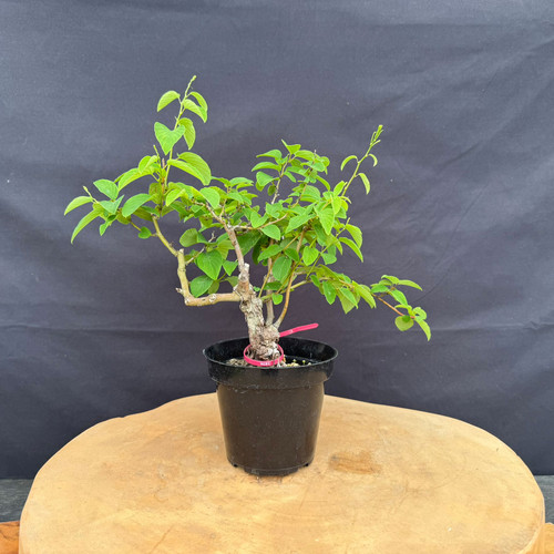 Full front view of an imported Kumayanagi pre-bonsai in a black 4 inch training pot, showing a short rugged trunk, wide branching canopy, fresh green oval leaves, and a right-side branch extending outward from the main foliage mass