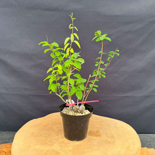 Full front view of an imported Kumayanagi pre-bonsai in a black 4 inch training pot, showing several upright stems rising from a textured base, bright green oval leaves, and a narrow 10 inch spread
