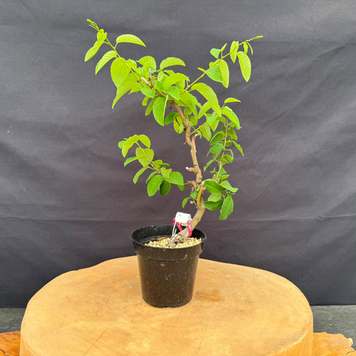 Full front view of an imported Kumayanagi pre-bonsai in a black 4 inch training pot, showing a curved trunk rising from a textured base, bright green foliage near the top, smaller side branches, and a compact 9 inch spread