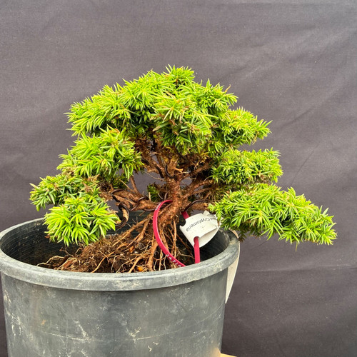 Styled Japanese Dwarf Cedar pre-bonsai example in a 1 gallon nursery pot, showing dense bright green evergreen foliage pads, exposed roots, visible branching, and wiring used to demonstrate bonsai potential
