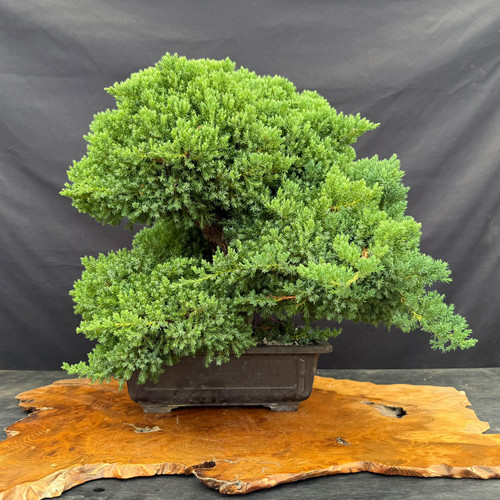 Full front view of a mature Juniper Procumbens Nana pre-bonsai in a 12.5 inch mica training pot, showing a dense rounded canopy, layered green foliage, mature trunk partly visible inside the foliage, and compact 19 inch spread