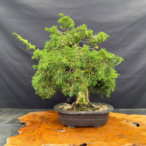 Full front view of a mature Kishu Shimpaku Juniper pre-bonsai in a 9.5 inch mica training pot, showing a massive pale trunk base, dense unstyled green foliage, exposed surface roots, and broad branching structure