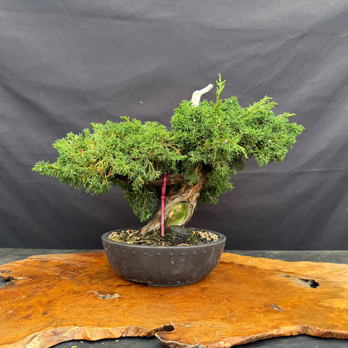 Full front view of a mature Kishu Shimpaku Juniper pre-bonsai in a 9.5 inch mica training pot, showing a powerful trunk with pale deadwood, compact green foliage pads, and a balanced 17 inch spread