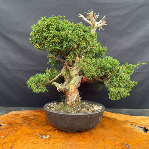 Full front view of a mature Kishu Shimpaku Juniper pre-bonsai in a 9.5 inch mica training pot, showing a massive trunk, dramatic pale deadwood rising above the canopy, compact green foliage pads, and strong branch structure