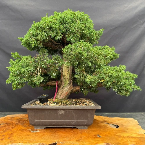 Mature Kishu Shimpaku juniper pre-bonsai in a 12.5 inch mica pot, 23 inch spread