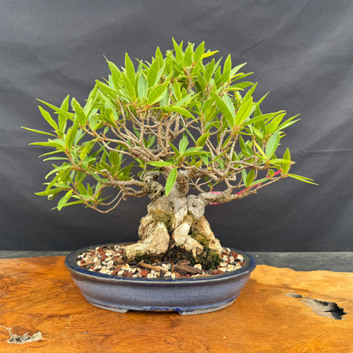 Willow Leaf Ficus bonsai front view in a glazed Yixing pot, showing a thick exposed root base, compact green canopy, narrow tropical leaves, and 14 inch spread