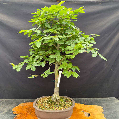 Tall Korean Hornbeam bonsai shown from the front in a 12 inch unglazed ceramic pot, with a straight gray trunk, exposed surface roots, and a full canopy of bright green serrated leaves.