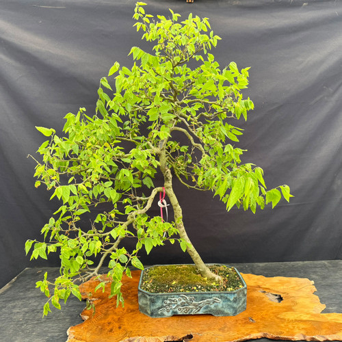 Tall Hackberry bonsai shown from the front in a handmade blue-green glazed ceramic pot, with a graceful leaning trunk, airy branching, bright green foliage, and moss-covered soil surface.