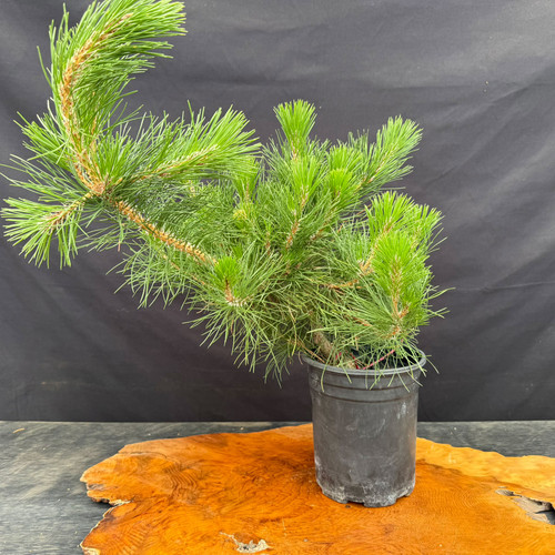 Japanese Black Pine pre-bonsai shown from the front in a black grow pot, with long bright green needles, strong upright candles, wide branching, and a developing trunk base visible near the pot rim.