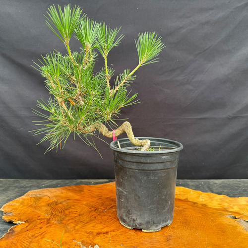 Japanese Black Pine pre-bonsai shown from the front in a black grow pot, with a twisted trunk line, green needles, active growth, and compact future styling potential.