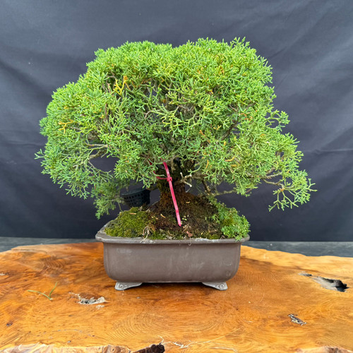 Kishu Shimpaku Juniper bonsai shown from the front in an older Japanese pot, with a full green canopy, moss-covered soil, and strong future styling potential.