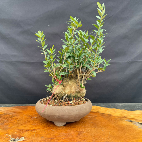 Collected Olive stump bonsai shown from the front in an unglazed ceramic pot, with a powerful old trunk base, fresh green growth, and exposed roots.