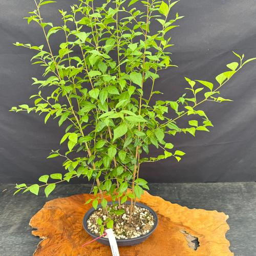 Japanese Snowbell seven tree forest starter in a grow pot, with tall trunks and green foliage