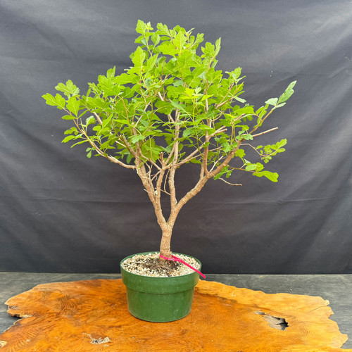 Fragrant Sumac pre-bonsai shown from the front in a green training pot, with upright branching, fresh green foliage, and a broad 19 inch spread.