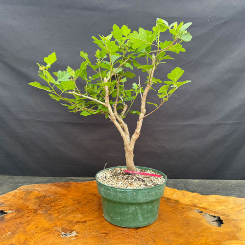 Fragrant Sumac pre-bonsai shown from the front in a green training pot, with upright branching, fresh foliage, and seasonal flower and red fruit potential.
